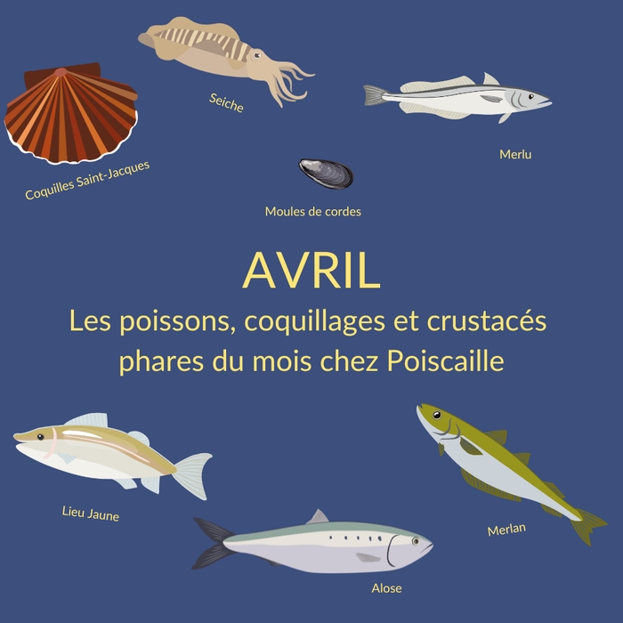 visuel avec les illustrations d'une seiche, une coquille saint-jacques, un lieu jaune, une alose, un merlan et un merlu